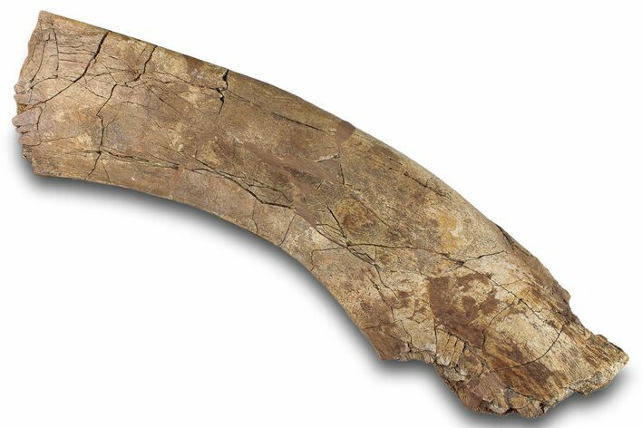 Fossil Hadrosaur (Edmontosaurus) Partial Scapula - Wyoming #265579